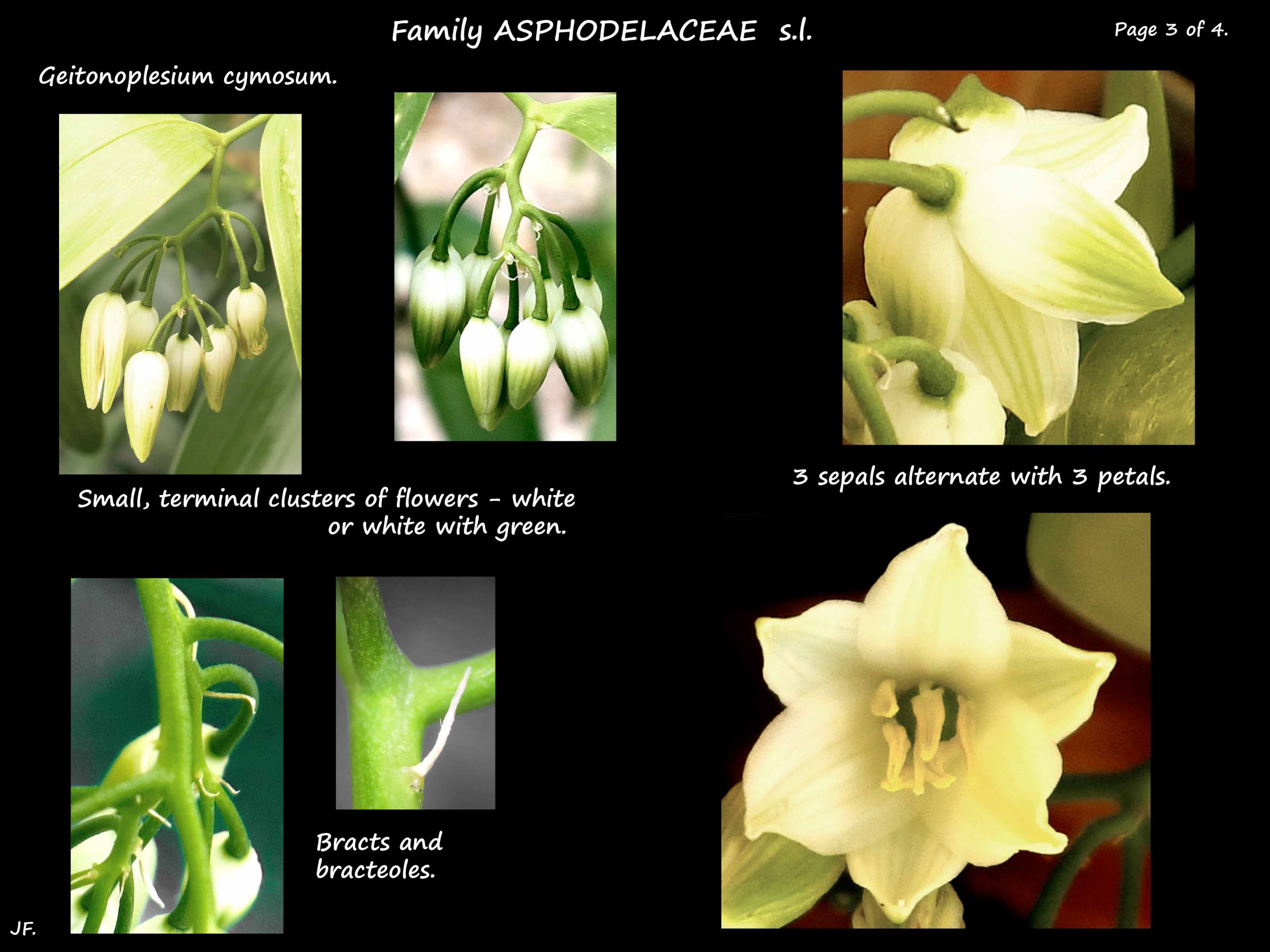 3 Geitonoplesium flowers